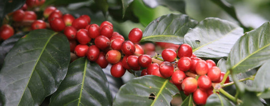 Coffee Cherry Processing