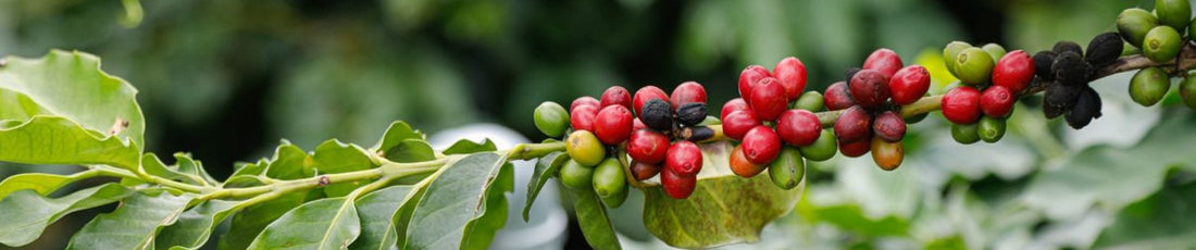 5 Main Coffee Producing Zones in Yunnan