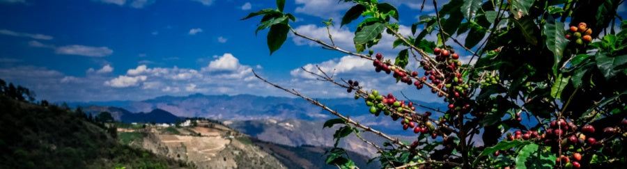 Yunnan coffee view