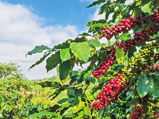 Those Pretty Coffee Cherries