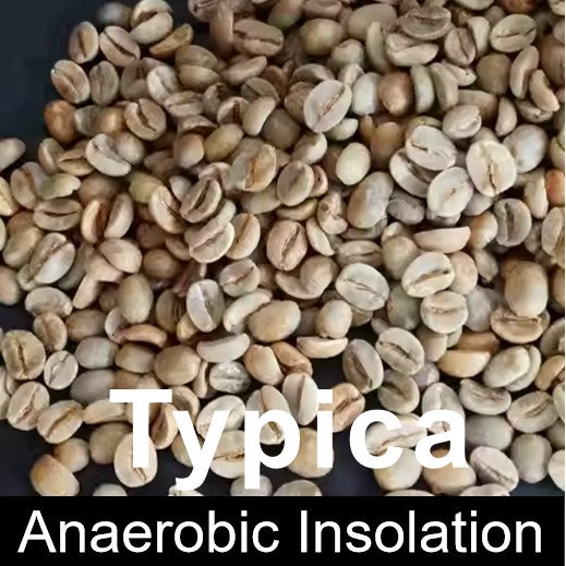 YUNNAN Green Coffee-Arabica Typica-Anaerobic insolation