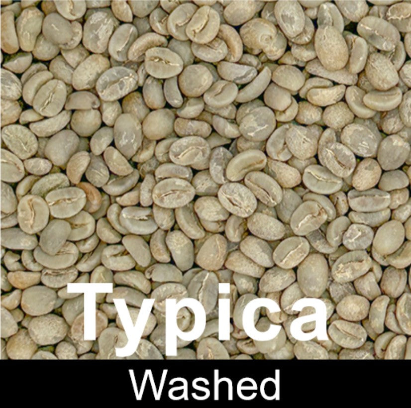 Picture of Typica washed coffee bean