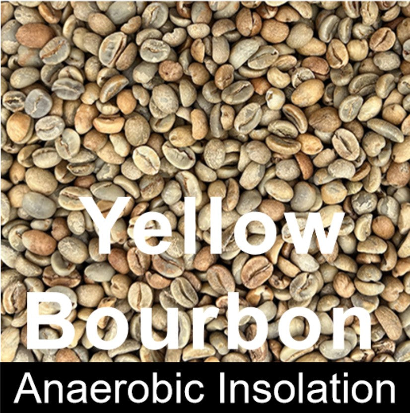 YUNNAN Green Coffee-Yellow Bourbon-Anaerobic insolation